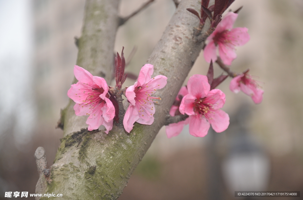 桃花