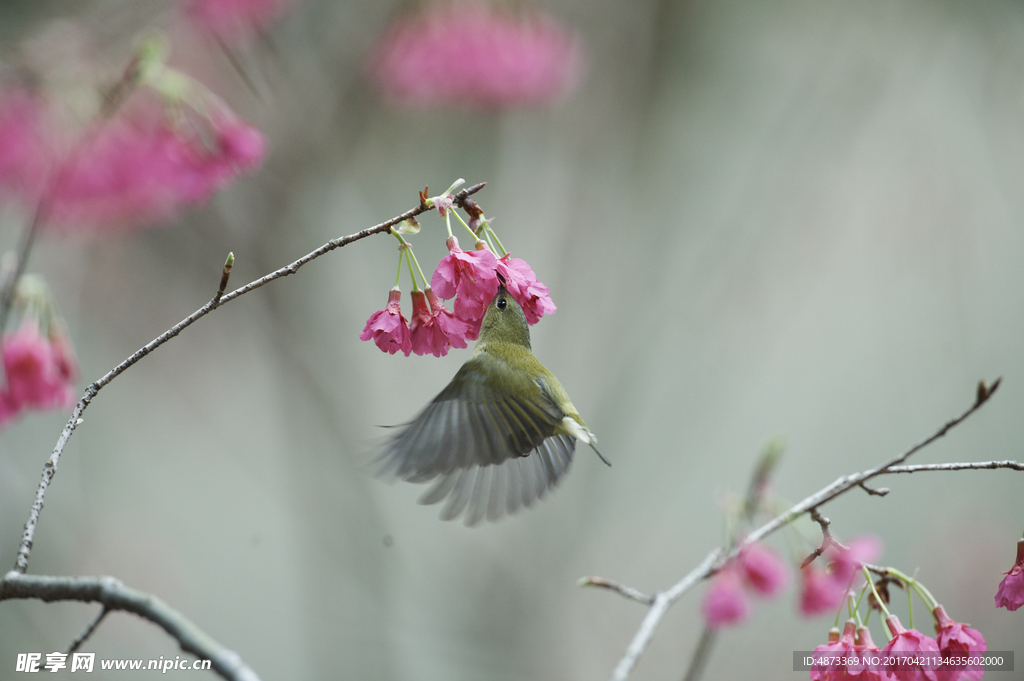 花鸟摄影