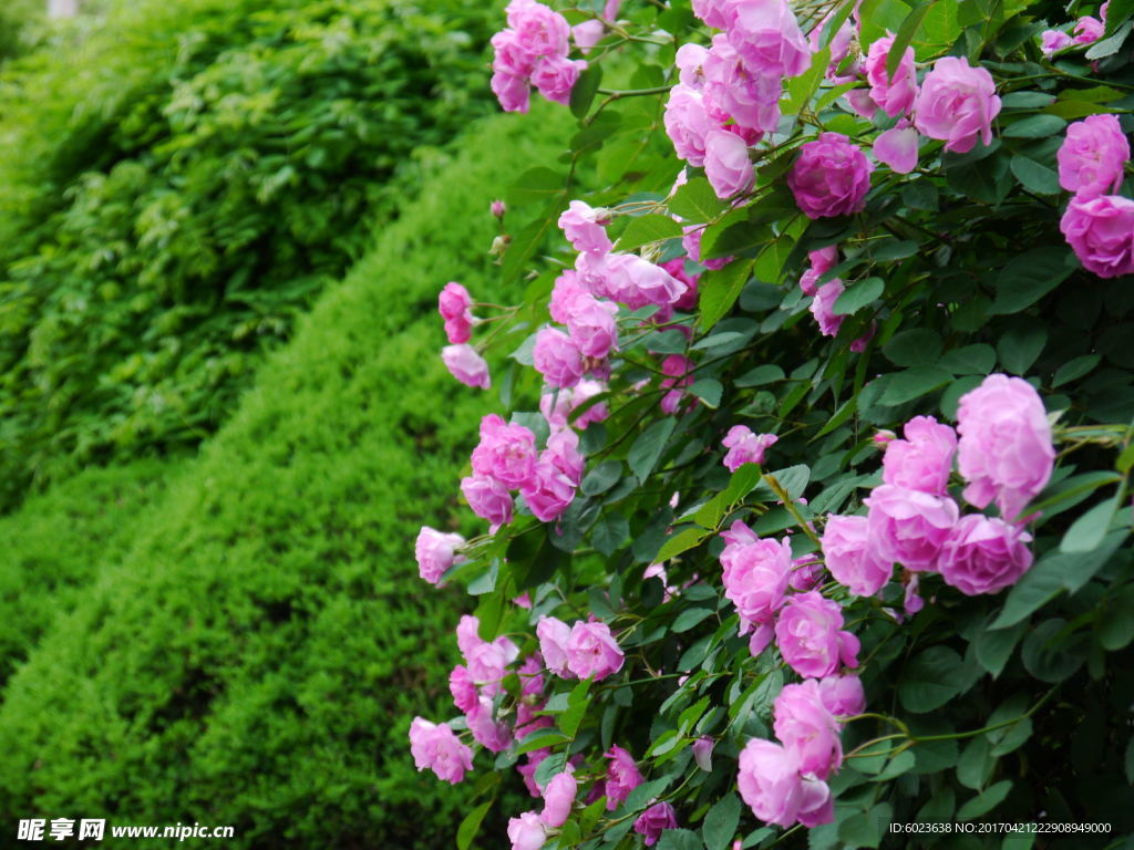 绿树背景中的粉红色蔷薇花