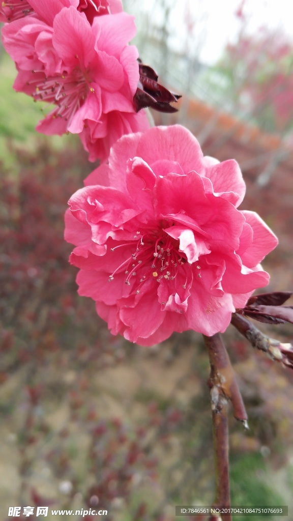 花朵