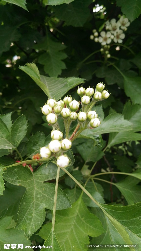 山楂花