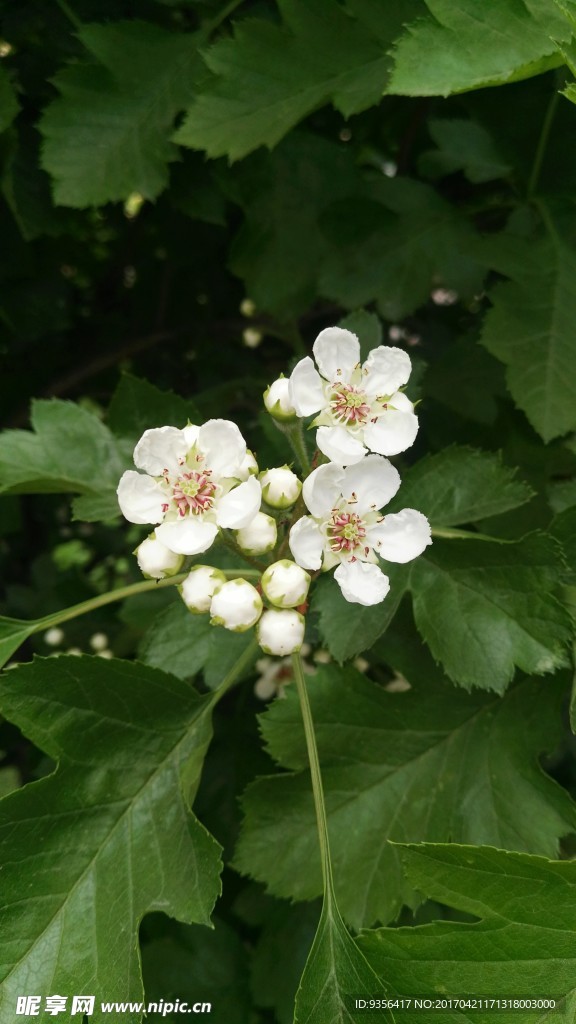 山楂花