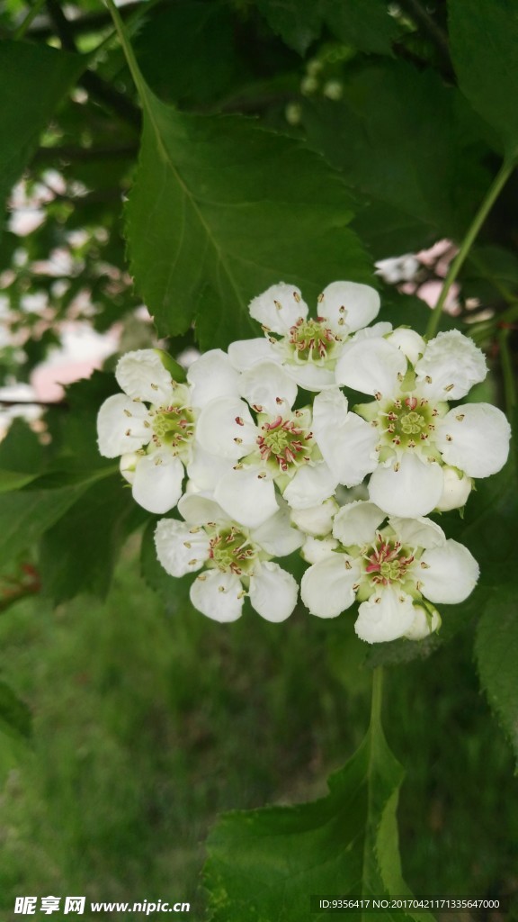 山楂花