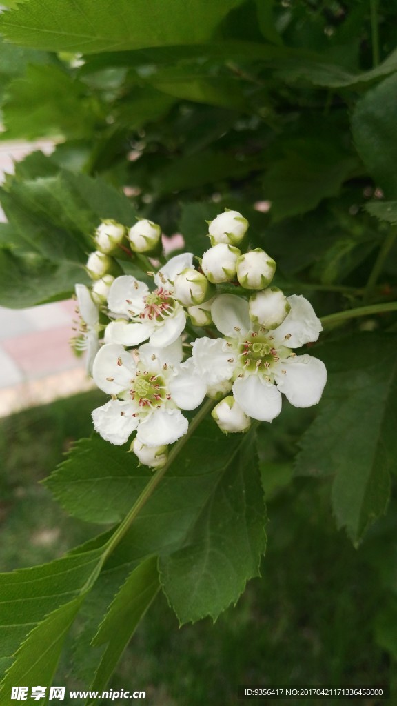 山楂花