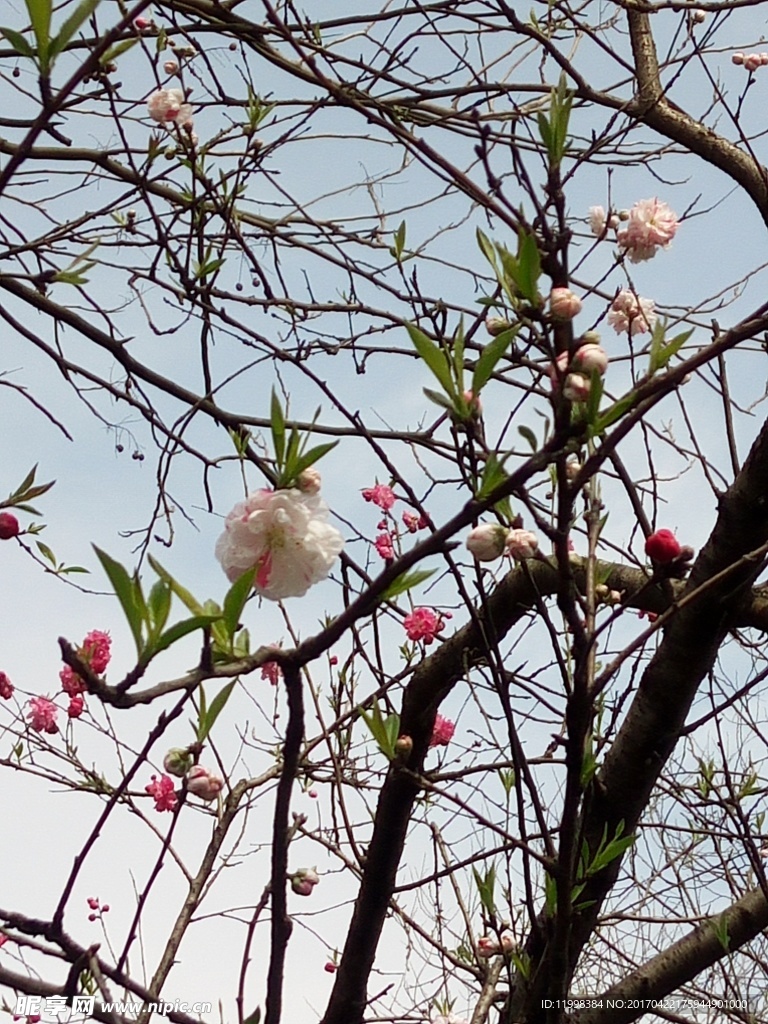 桃花