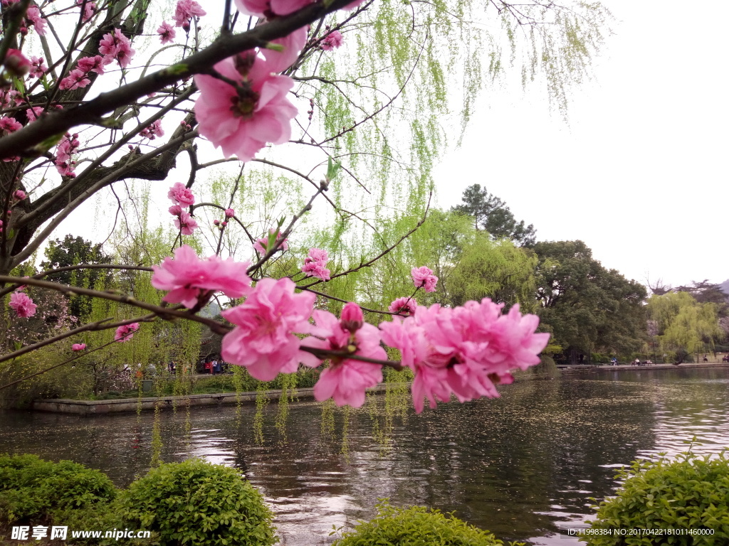 西湖风景