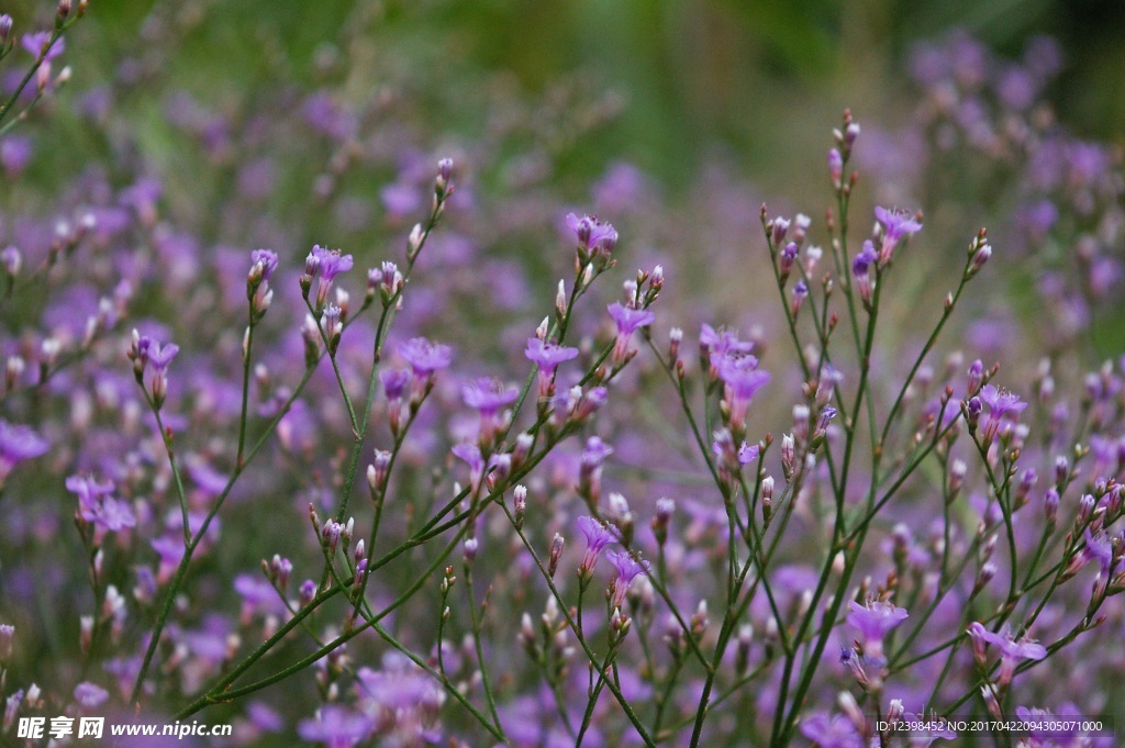丁香花