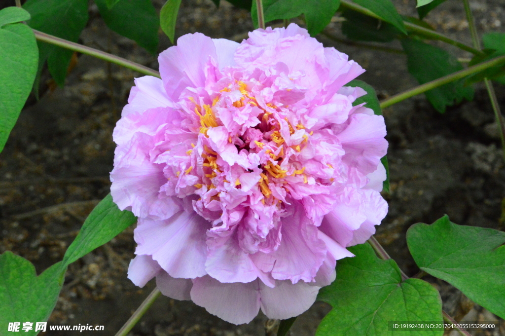 牡丹花
