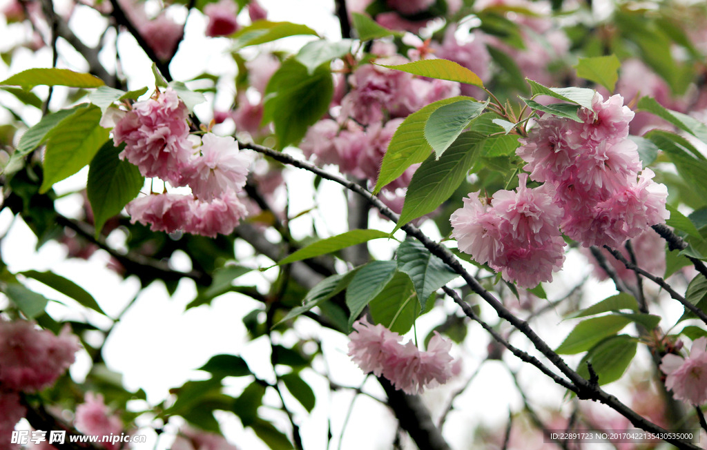 重瓣樱花