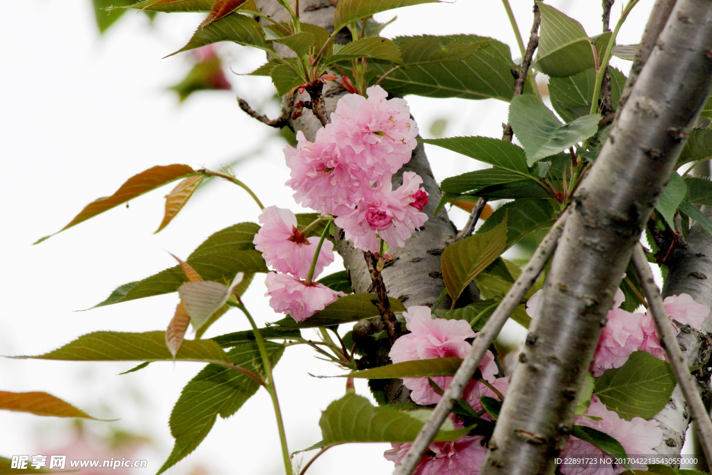 重瓣樱花