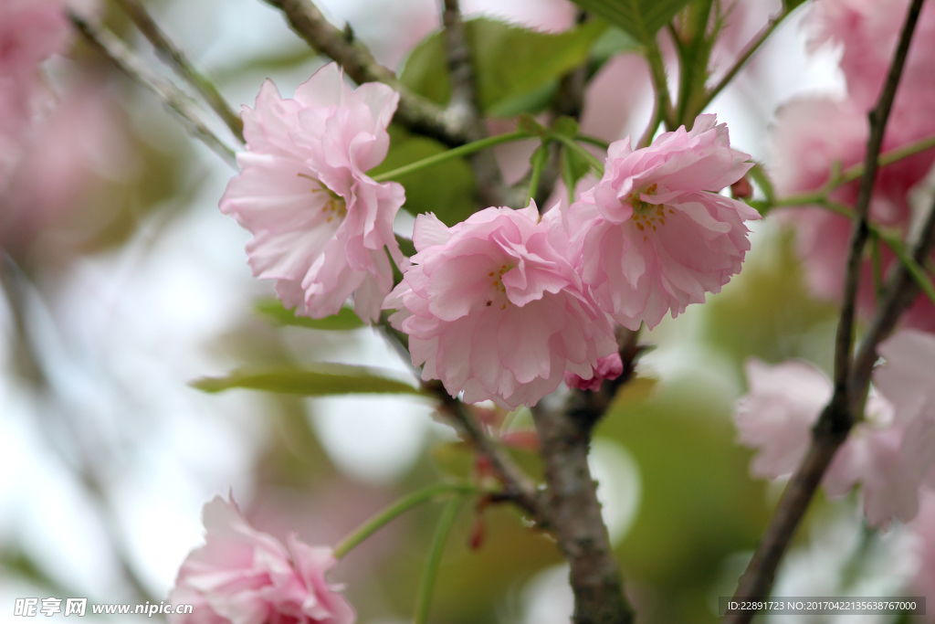 重瓣樱花