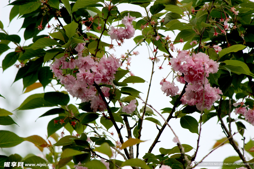 重瓣樱花背景