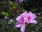 杜鹃花