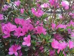 粉红色杜鹃花