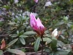 待开放的杜鹃花