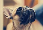 斗牛犬