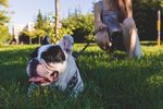 斗牛犬