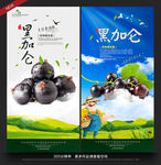 黑加仑