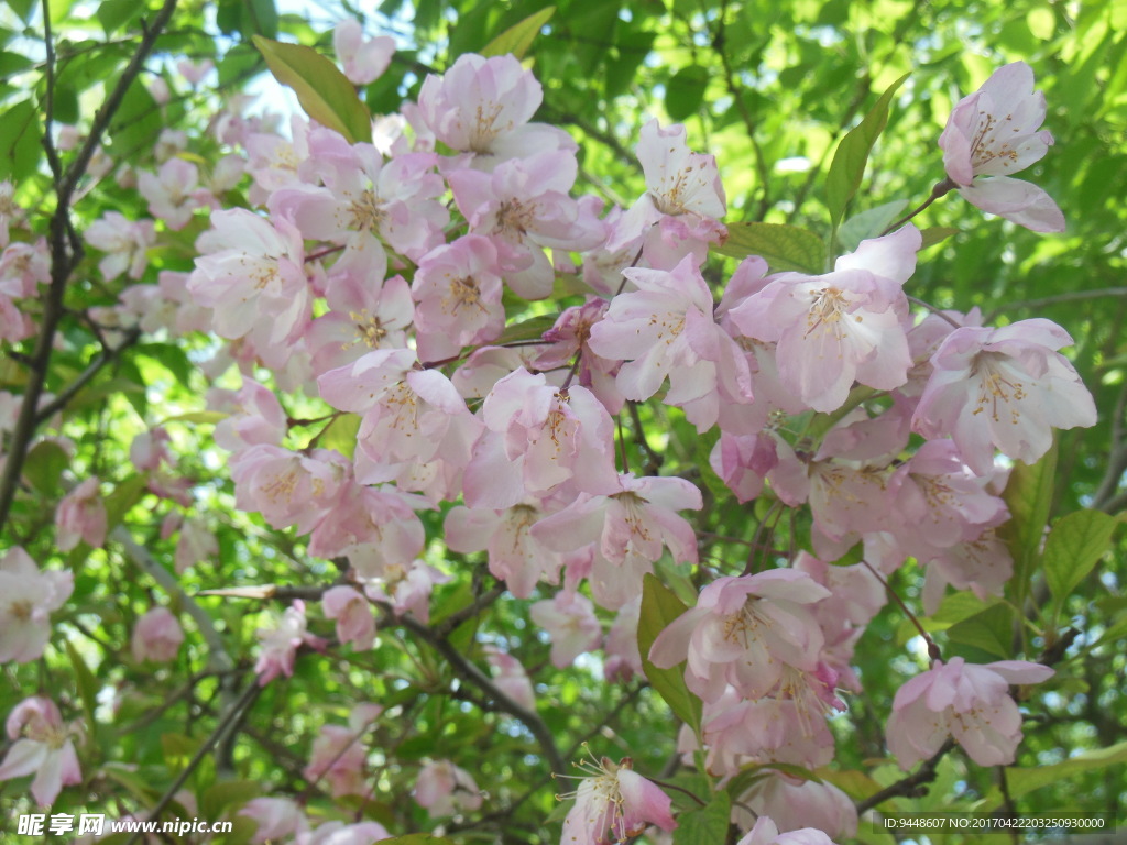 樱花