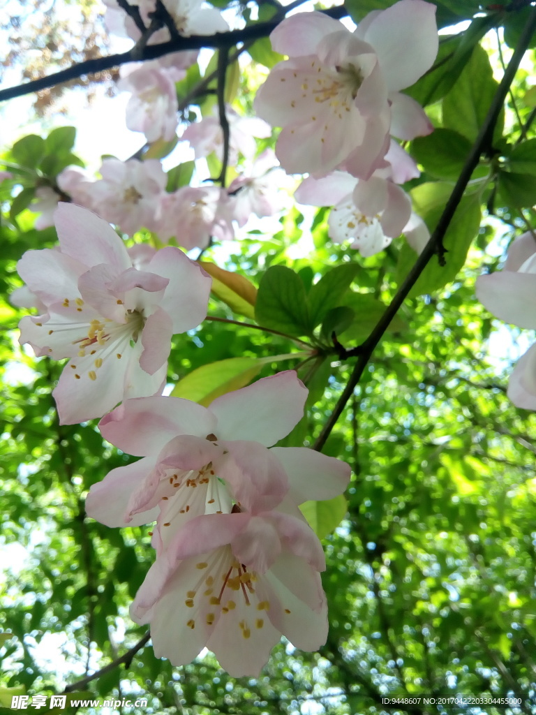 樱花