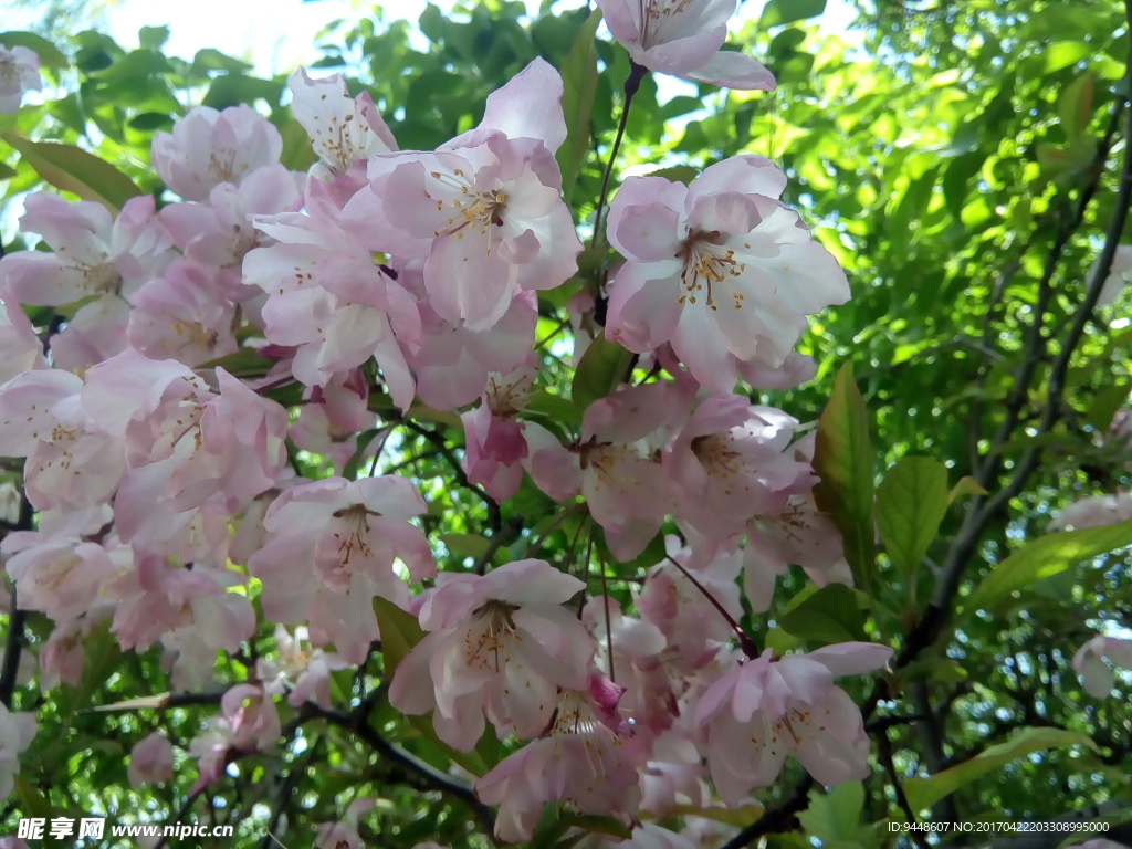 樱花