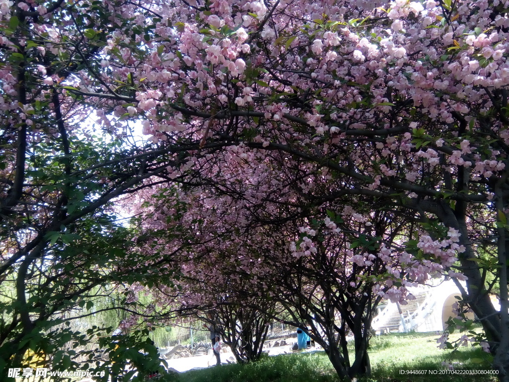 樱花