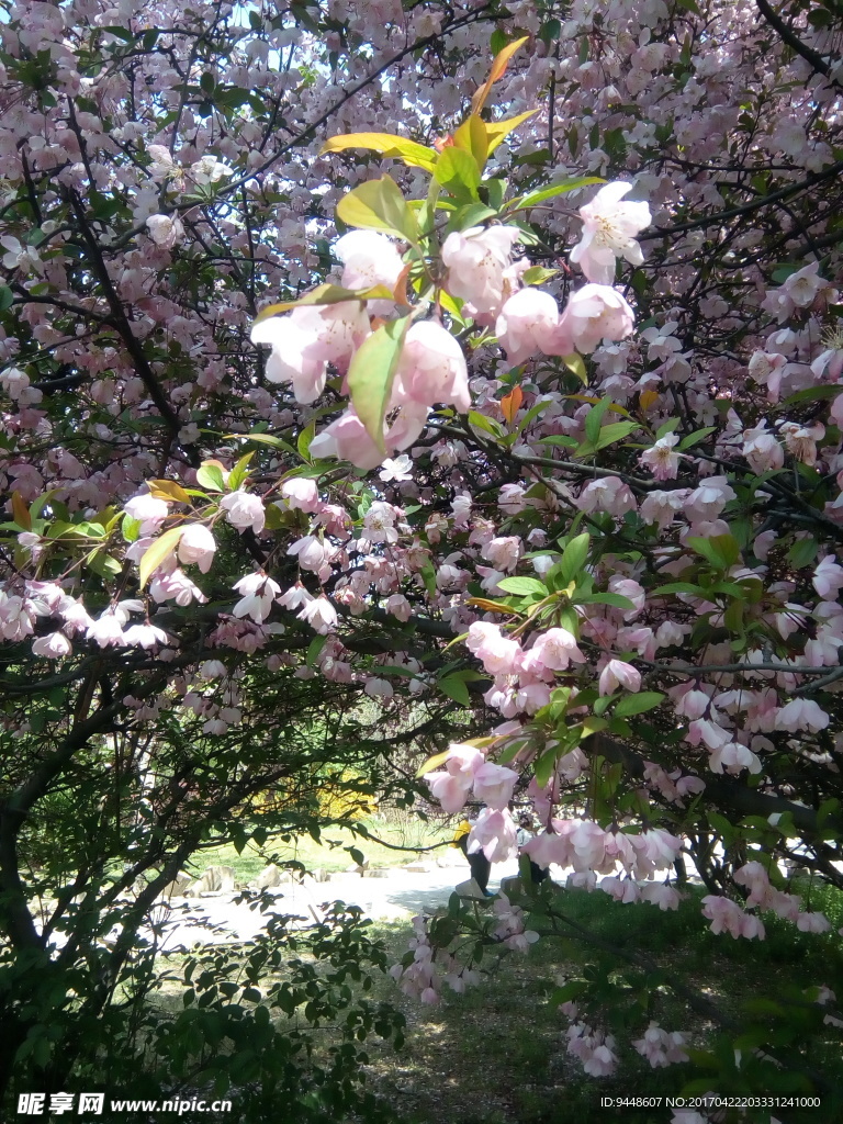 樱花