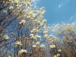 玉兰花