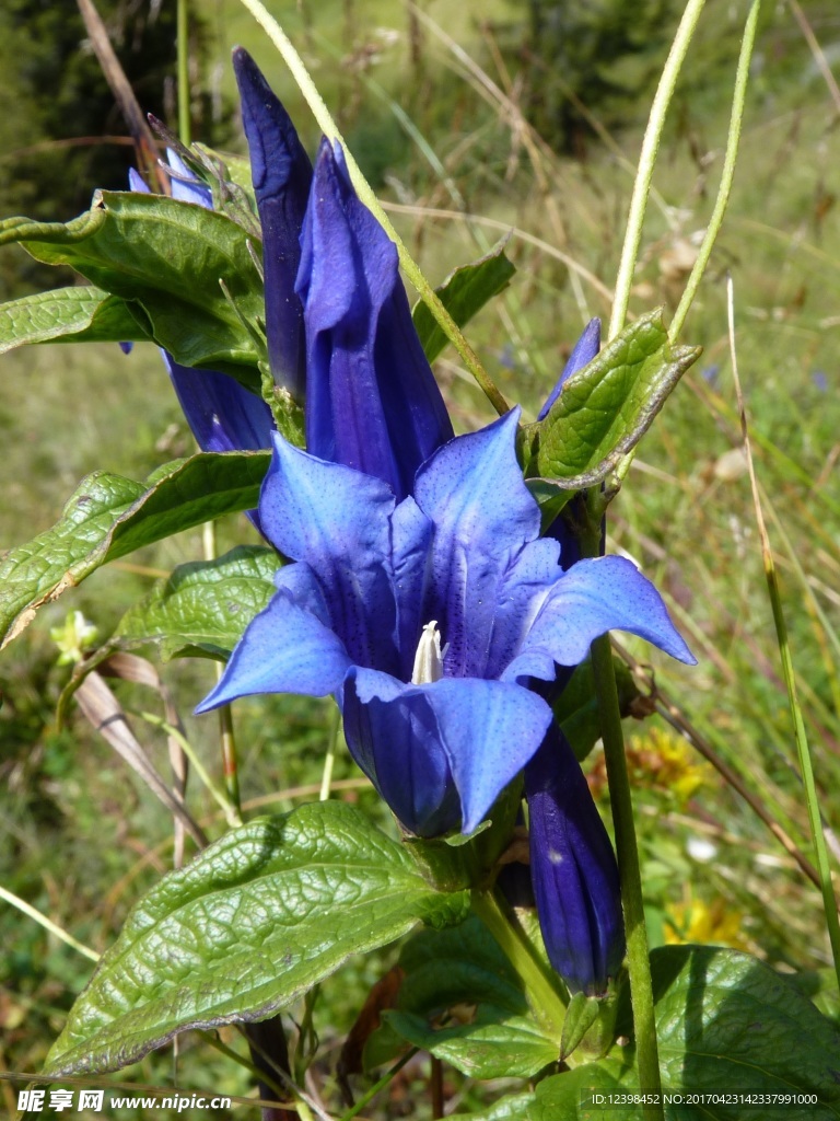 龙胆花
