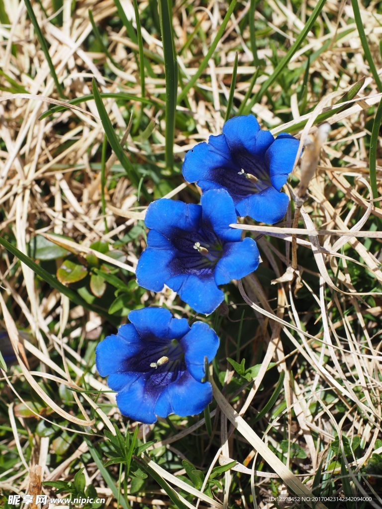 龙胆花