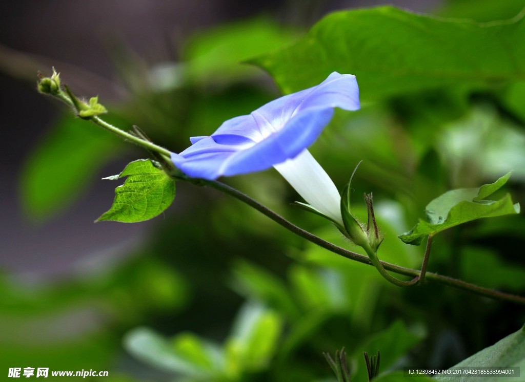 牵牛花