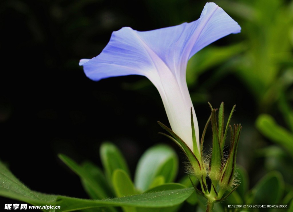 牵牛花