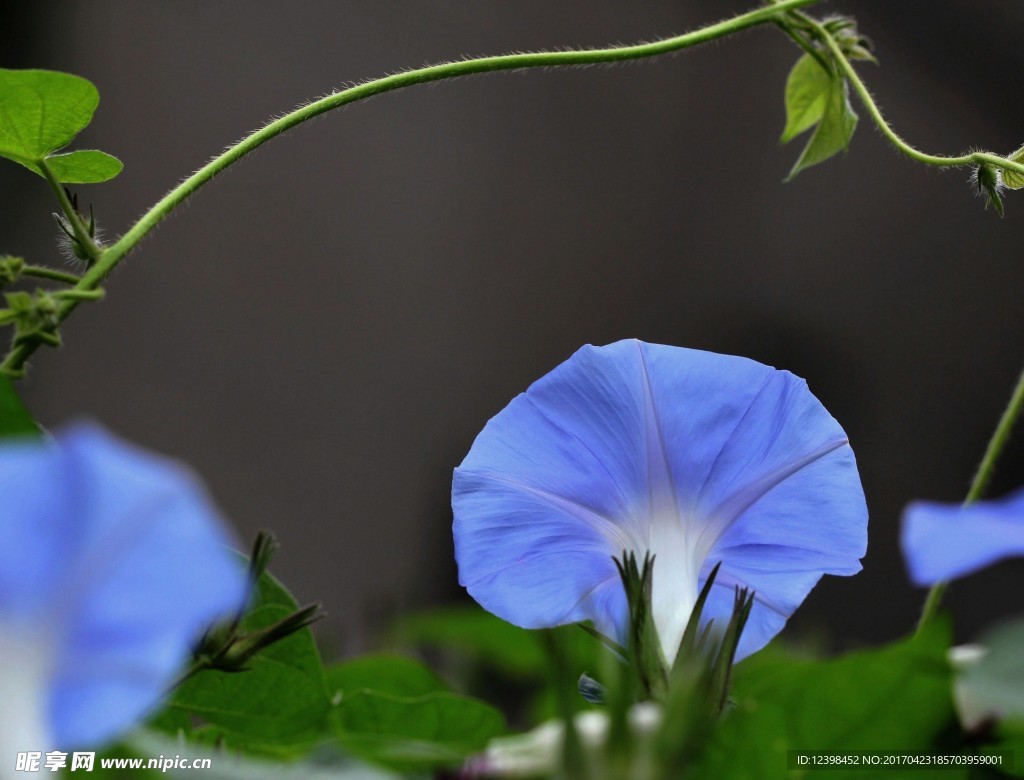 牵牛花