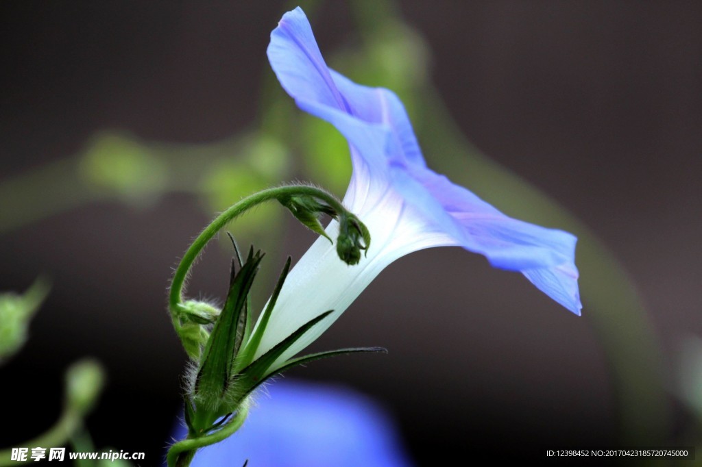 牵牛花