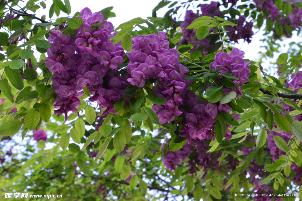 紫槐花