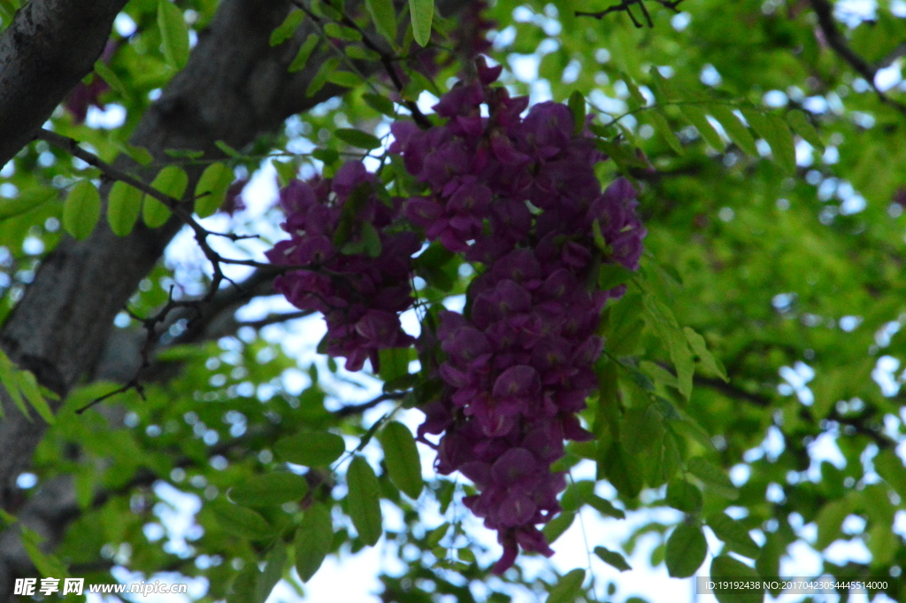 紫槐花