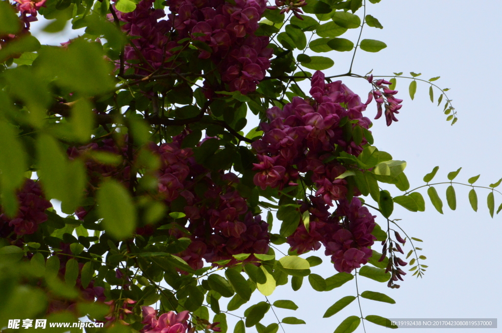 紫槐花