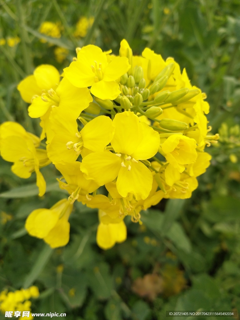 油菜花  花