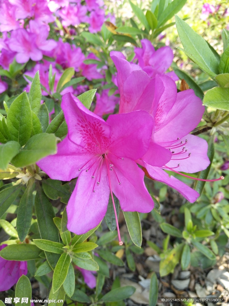 花