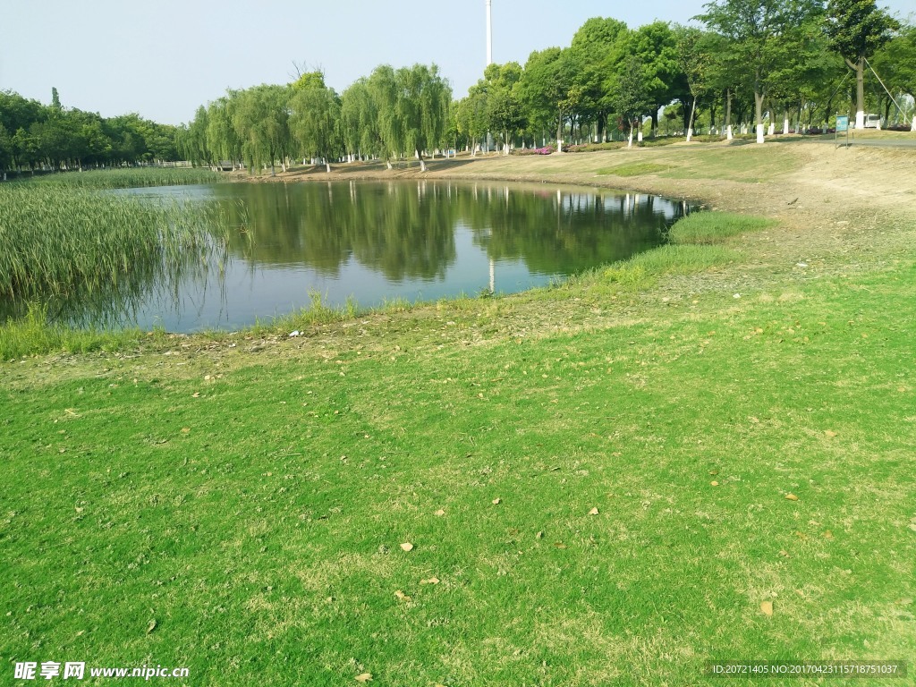 湖泊 柳树