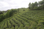 茶叶