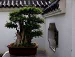 四月青松