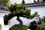 公园盆景