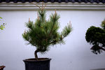 相山公园盆栽花木