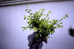 盆栽花木