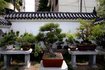 盆栽树木风景