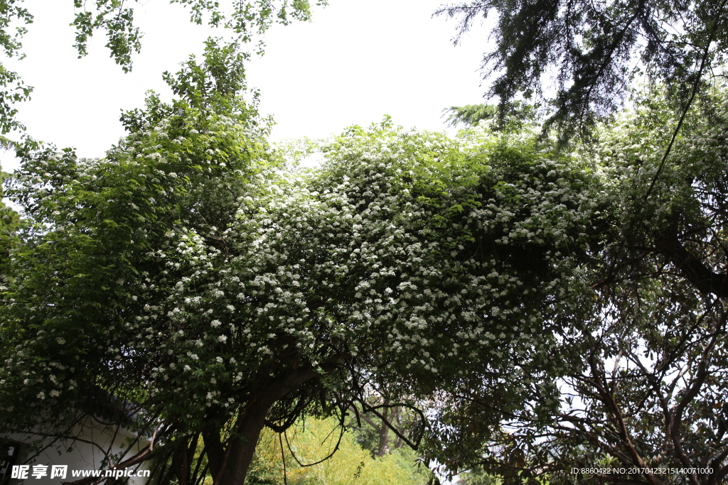 绿叶白花