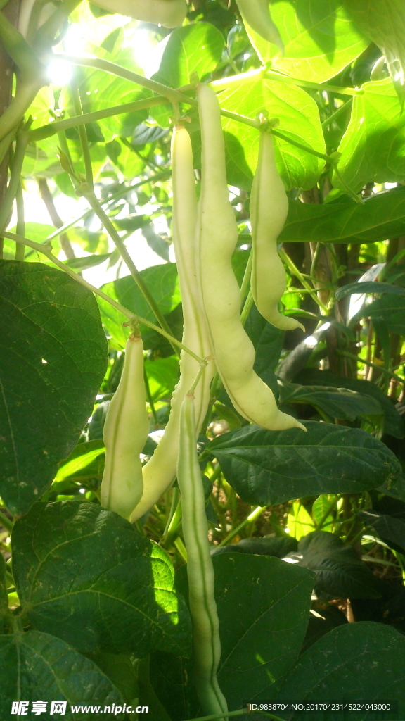 芸豆