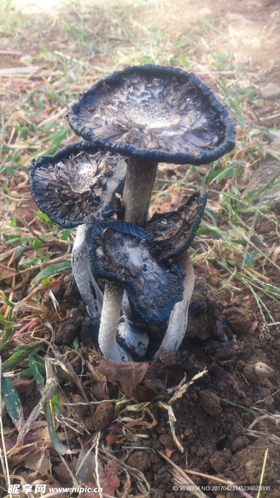 蘑菇