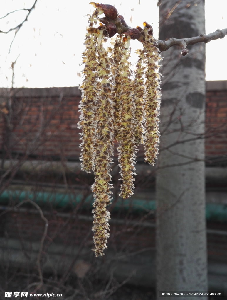 杨树花